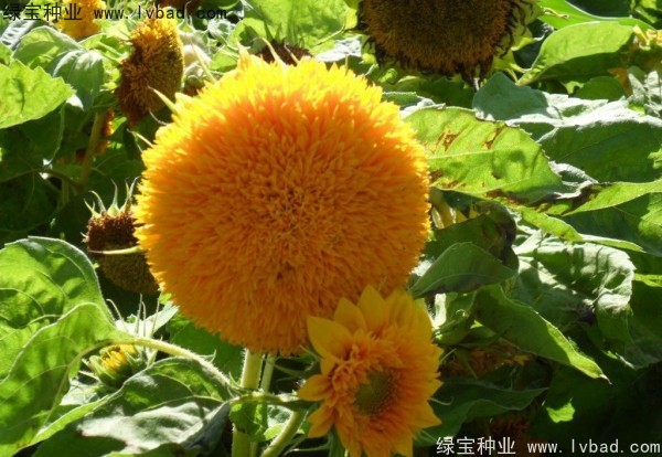 <a href='https://www.lvbad.com/caohuazhongzi/1057.html' target='_blank'>观赏向日葵</a>8.jpg