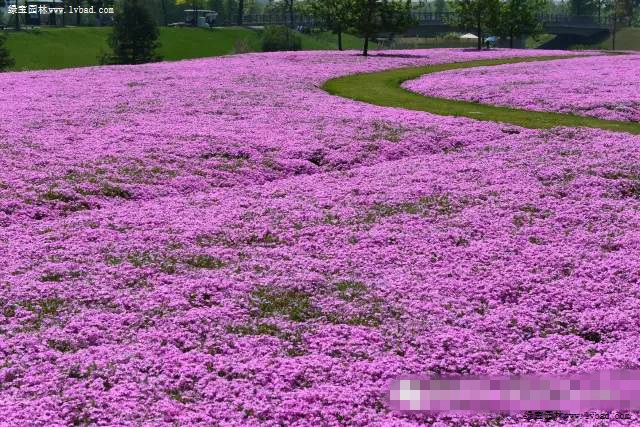 芝樱1.jpg