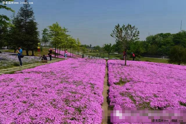 芝樱2.jpg