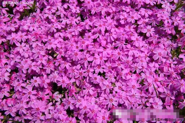 芝樱3.jpg