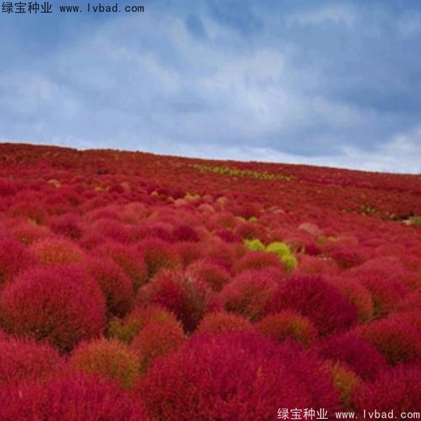 1670205023864843.jpg 红<a href='https://www.lvbad.com/caohuazhongzi/1041.html' target='_blank'>地肤</a>.jpg