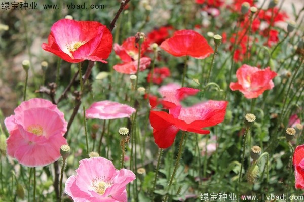 <a href='https://www.lvbad.com/caohuazhongzi/161.html' target='_blank'>虞美人种子</a>10.jpg