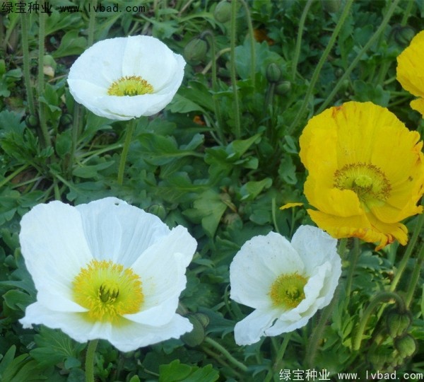 虞美人<a href='https://www.lvbad.com/' target='_blank'>种子</a>5-黄白.jpg