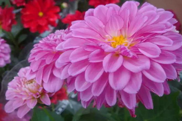 矮<a href='https://www.lvbad.com/caohuazhongzi/1038.html' target='_blank'>大丽花</a>1.jpg