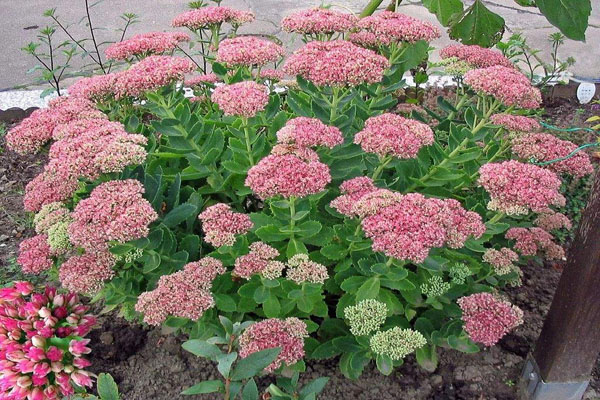 <a href='https://www.lvbad.com/caobenzhiwu/3380.html' target='_blank'>八宝景天</a>2.jpeg