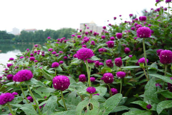 <a href='https://www.lvbad.com/caohuazhongzi/1611.html' target='_blank'>千日红</a>3.jpeg