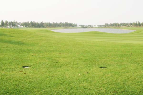 高尔夫草坪3.jpg