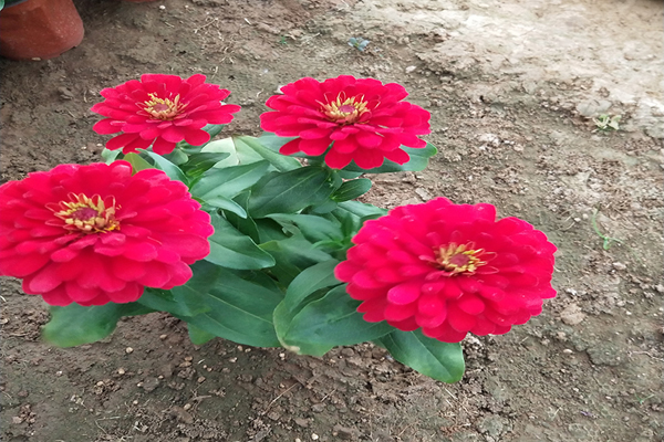<a href='https://www.lvbad.com/caohuazhongzi/1020.html' target='_blank'>百日草</a>盆栽3.jpeg