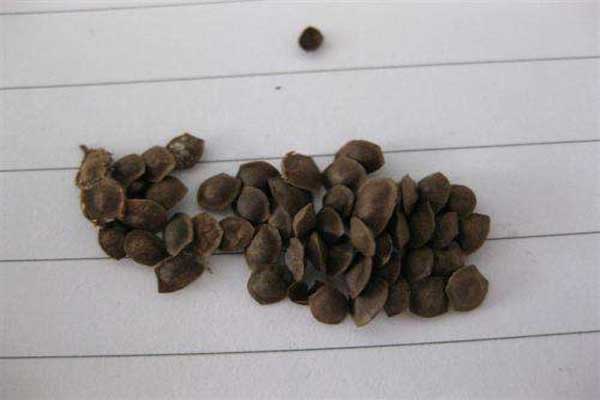 <a href='https://www.lvbad.com/caohuazhongzi/1058.html' target='_blank'>含羞草种子</a>1.jpeg