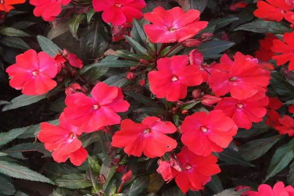 苏丹<a href='https://www.lvbad.com/caohuazhongzi/1051.html' target='_blank'>凤仙花</a>2.jpeg