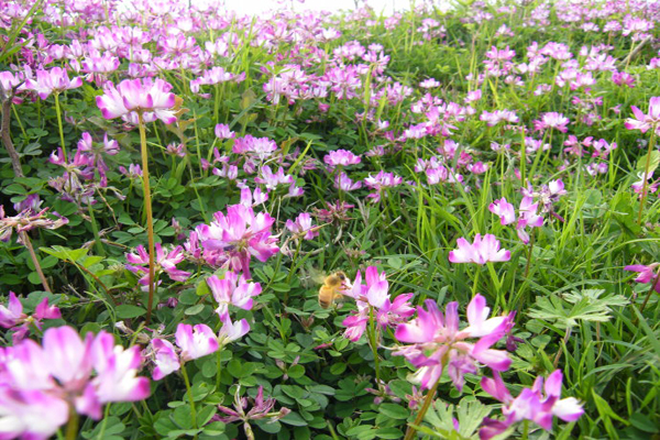 <a href='https://www.lvbad.com/caohuazhongzi/1063.html' target='_blank'>红花草</a>1.jpeg