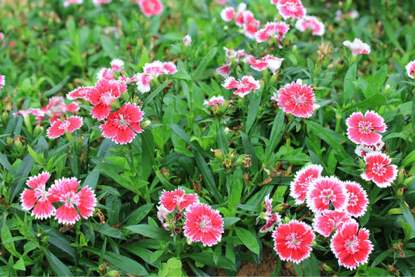 <a href='https://www.lvbad.com/caohuazhongzi/1030.html' target='_blank'>常夏石竹</a>2.jpeg