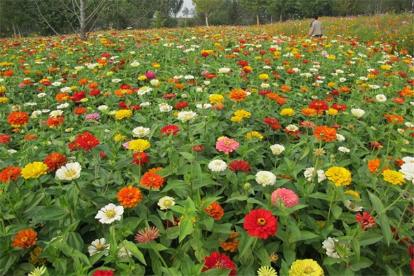 <a href='https://www.lvbad.com/caohuazhongzi/1020.html' target='_blank'>百日草</a>花海.jpeg
