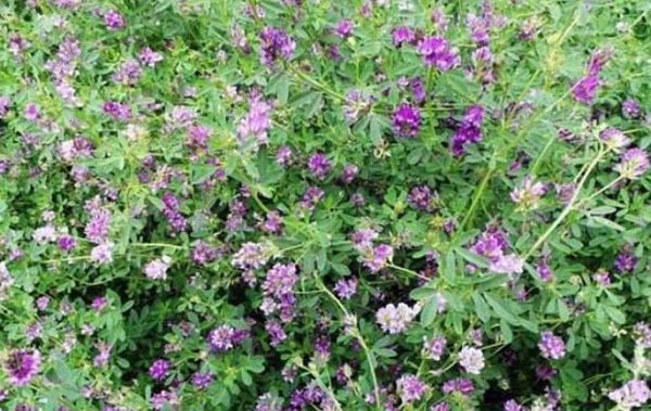 紫花<a href='https://www.lvbad.com/mucaozhongzi/5.html' target='_blank'>苜蓿</a>7.jpg