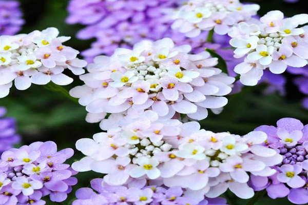 <a href='https://www.lvbad.com/caohuazhongzi/1050.html' target='_blank'>蜂室花</a>2.jpeg