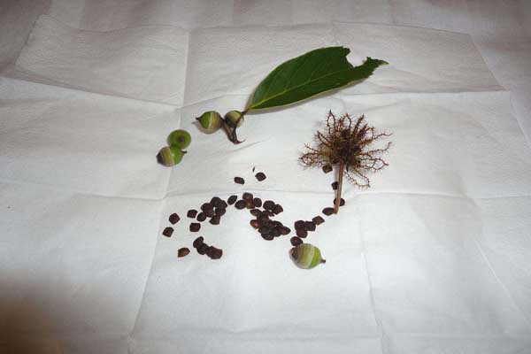 <a href='https://www.lvbad.com/caohuazhongzi/1058.html' target='_blank'>含羞草种子</a>2.jpeg