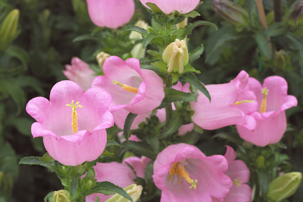 <a href='https://www.lvbad.com/caohuazhongzi/1049.html' target='_blank'>风铃花</a>2.jpeg