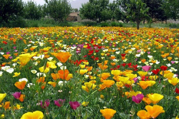 <a href='https://www.lvbad.com/caohuazhongzi/1068.html' target='_blank'>花菱草</a>1.jpeg