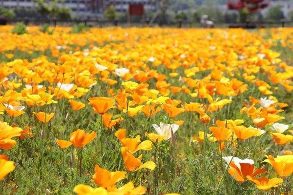 <a href='https://www.lvbad.com/caohuazhongzi/1068.html' target='_blank'>花菱草</a>3.jpeg