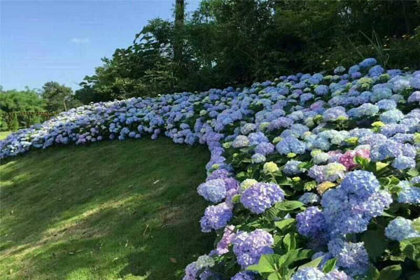 <a href='https://www.lvbad.com/dibeiguanmu/3511.html' target='_blank'>八仙花</a>3.jpeg