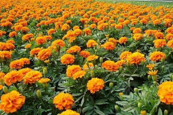 <a href='https://www.lvbad.com/caohuazhongzi/1575.html' target='_blank'>孔雀草</a>1.jpeg