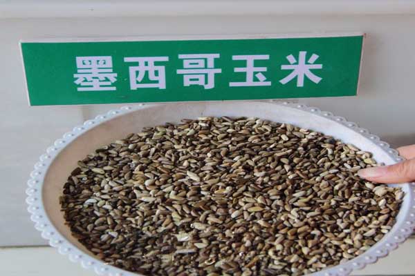1670381122487097.jpeg 玉米草<a href='https://www.lvbad.com/' target='_blank'>种子</a>.jpeg