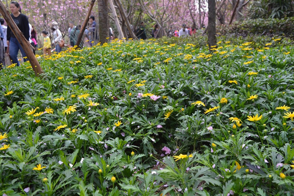 <a href='https://www.lvbad.com/mucaozhongzi/7.html' target='_blank'>串叶松香草</a>3.jpeg