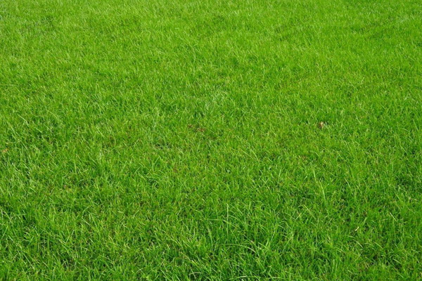 <a href='https://www.lvbad.com/caopingzhongzi/1680.html' target='_blank'>中华结缕草</a>2.jpeg