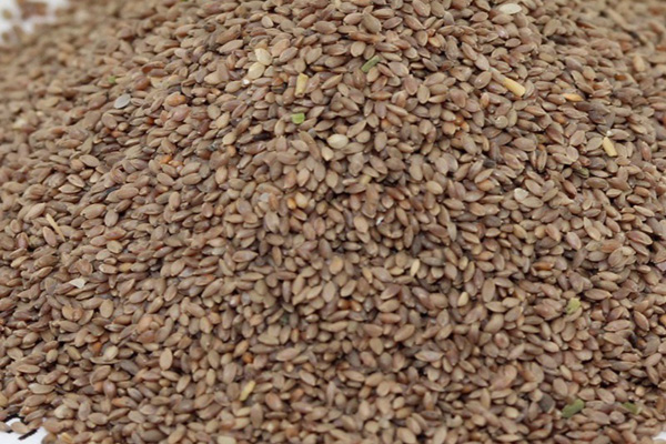 <a href='https://www.lvbad.com/caopingzhongzi/1668.html' target='_blank'>狗牙根种子</a>3.jpeg