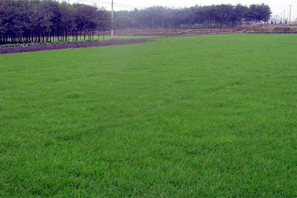 <a href='https://www.lvbad.com/caopingzhongzi/1667.html' target='_blank'>高羊茅</a>3.jpg