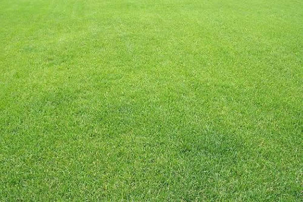 <a href='https://www.lvbad.com/caopingzhongzi/1670.html' target='_blank'>剪股颖</a>3.jpeg