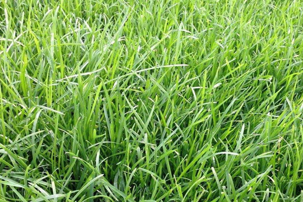 <a href='https://www.lvbad.com/caopingzhongzi/1679.html' target='_blank'>早熟禾</a>1.jpeg