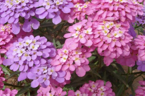 <a href='https://www.lvbad.com/caohuazhongzi/1050.html' target='_blank'>蜂室花</a>1.jpeg