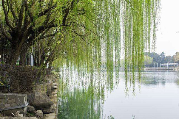 <a href='https://www.lvbad.com/xingdaoshu/3366.html' target='_blank'>柳树</a>1.jpeg
