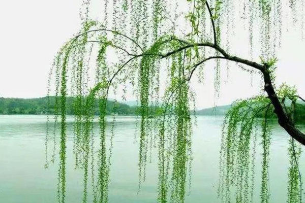 <a href='https://www.lvbad.com/xingdaoshu/3366.html' target='_blank'>柳树</a>3.jpeg