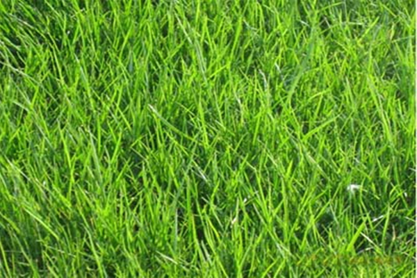 <a href='https://www.lvbad.com/caopingzhongzi/1668.html' target='_blank'>狗牙根</a>3.jpeg