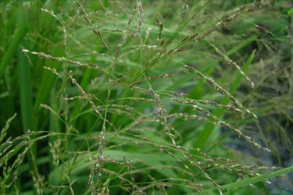 <a href='https://www.lvbad.com/caopingzhongzi/1677.html' target='_blank'>画眉草</a>1.jpeg