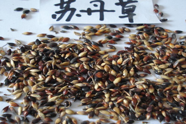 <a href='https://www.lvbad.com/mucaozhongzi/11.html' target='_blank'>苏丹草种子</a>.jpeg