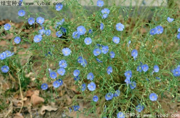 <a href='https://www.lvbad.com/caohuazhongzi/1577.html' target='_blank'>蓝花亚麻种子</a>6h.jpg