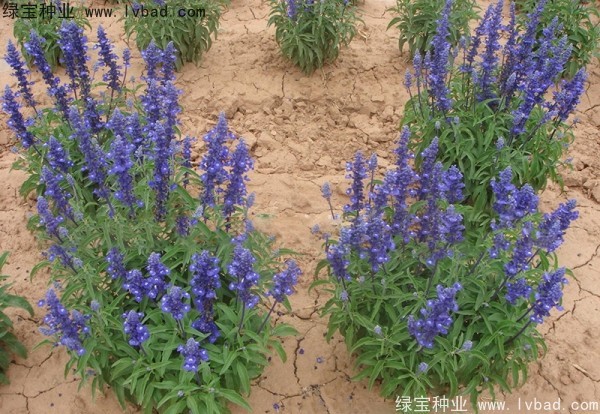 <a href='https://www.lvbad.com/caohuazhongzi/1576.html' target='_blank'>蓝花鼠尾草</a>1.jpg