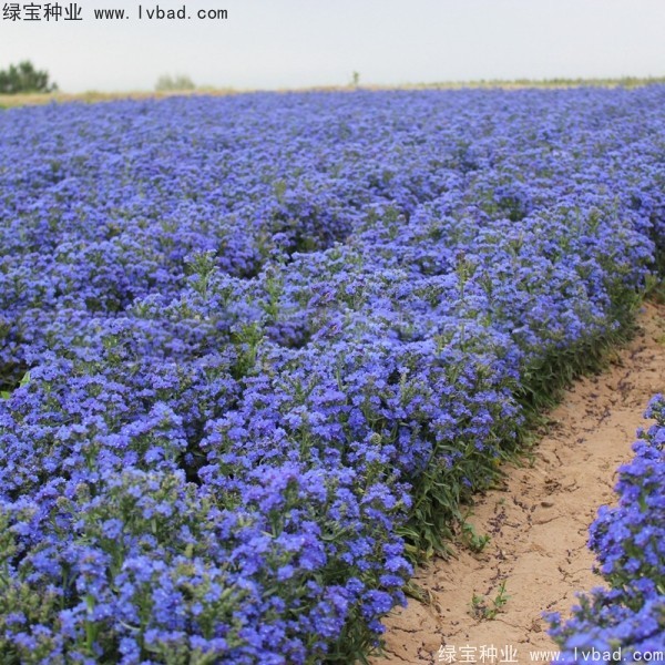 <a href='https://www.lvbad.com/caohuazhongzi/1603.html' target='_blank'>南非牛舌草种子</a>2f.jpg