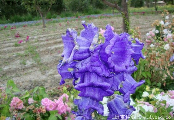 <a href='https://www.lvbad.com/caohuazhongzi/1049.html' target='_blank'>风铃花种子</a>9h.jpg