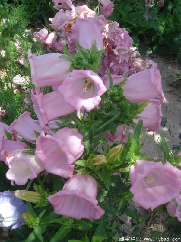 <a href='https://www.lvbad.com/caohuazhongzi/1049.html' target='_blank'>风铃花种子</a>6c-h.jpg