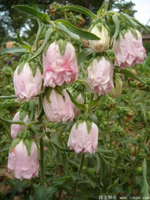 风铃花<a href='https://www.lvbad.com/' target='_blank'>种子</a>8c-h.jpg