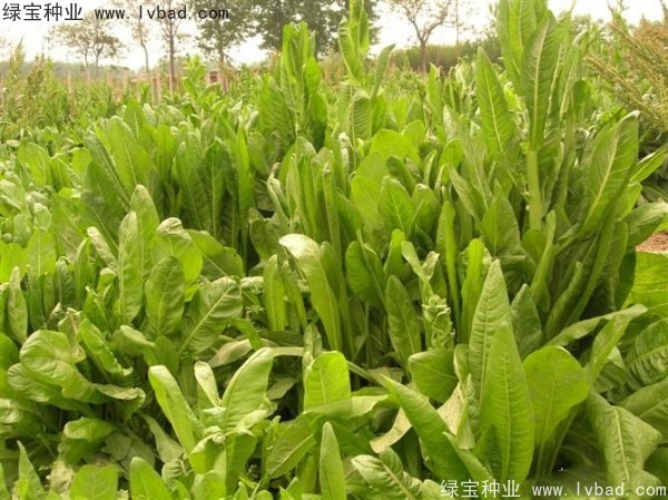 <a href='https://www.lvbad.com/mucaozhongzi/1589.html' target='_blank'>鲁梅克斯草</a>2.jpg