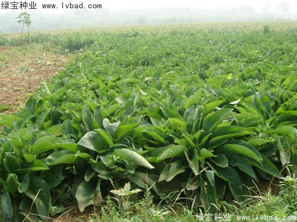 <a href='https://www.lvbad.com/mucaozhongzi/1589.html' target='_blank'>鲁梅克斯草</a>3.jpg