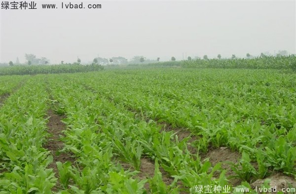 <a href='https://www.lvbad.com/mucaozhongzi/1589.html' target='_blank'>鲁梅克斯草</a>4.jpg