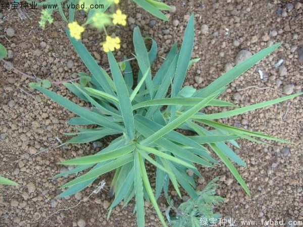 <a href='https://www.lvbad.com/yaocaizhongzi/2343.html' target='_blank'>柴胡种子</a>7.jpg