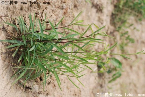 <a href='https://www.lvbad.com/yaocaizhongzi/2343.html' target='_blank'>柴胡种子</a>8.jpg