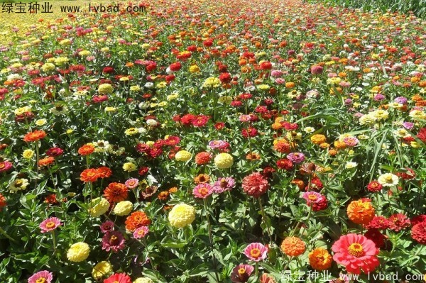<a href='https://www.lvbad.com/caohuazhongzi/1020.html' target='_blank'>百日草种子</a>7.jpg